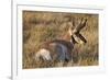 Pronghorn (Antilocapra Americana) Buck-James Hager-Framed Photographic Print