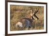 Pronghorn (Antilocapra Americana) Buck-James Hager-Framed Photographic Print