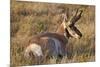 Pronghorn (Antilocapra Americana) Buck-James Hager-Mounted Photographic Print