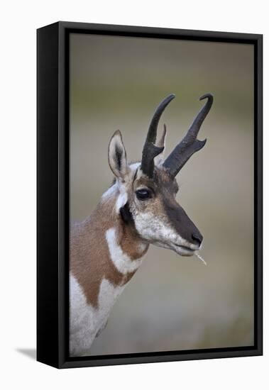 Pronghorn (Antilocapra Americana) Buck-James Hager-Framed Stretched Canvas