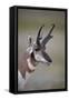 Pronghorn (Antilocapra Americana) Buck-James Hager-Framed Stretched Canvas