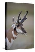 Pronghorn (Antilocapra Americana) Buck-James Hager-Stretched Canvas