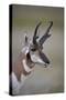 Pronghorn (Antilocapra Americana) Buck-James Hager-Stretched Canvas