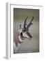 Pronghorn (Antilocapra Americana) Buck-James Hager-Framed Photographic Print