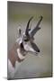 Pronghorn (Antilocapra Americana) Buck-James Hager-Mounted Photographic Print