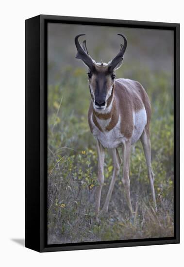 Pronghorn (Antilocapra Americana) Buck-James Hager-Framed Stretched Canvas