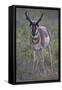 Pronghorn (Antilocapra Americana) Buck-James Hager-Framed Stretched Canvas