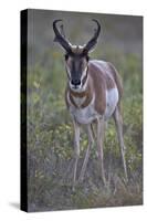 Pronghorn (Antilocapra Americana) Buck-James Hager-Stretched Canvas