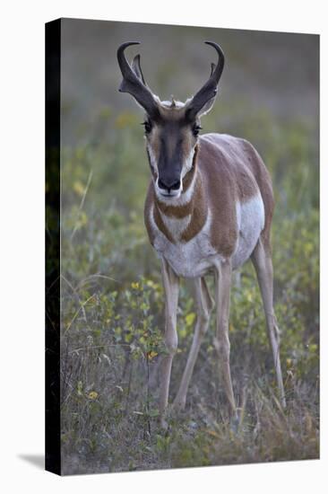 Pronghorn (Antilocapra Americana) Buck-James Hager-Stretched Canvas