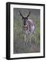 Pronghorn (Antilocapra Americana) Buck-James Hager-Framed Photographic Print