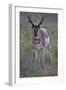 Pronghorn (Antilocapra Americana) Buck-James Hager-Framed Photographic Print
