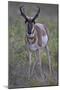 Pronghorn (Antilocapra Americana) Buck-James Hager-Mounted Photographic Print