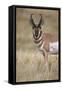 Pronghorn (Antilocapra Americana) Buck-James Hager-Framed Stretched Canvas