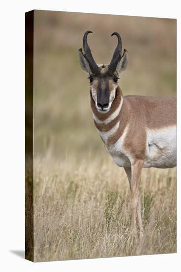 Pronghorn (Antilocapra Americana) Buck-James Hager-Stretched Canvas