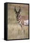 Pronghorn (Antilocapra Americana) Buck-James Hager-Framed Stretched Canvas