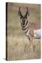 Pronghorn (Antilocapra Americana) Buck-James Hager-Stretched Canvas