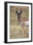 Pronghorn (Antilocapra Americana) Buck-James Hager-Framed Photographic Print