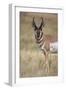 Pronghorn (Antilocapra Americana) Buck-James Hager-Framed Photographic Print