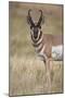 Pronghorn (Antilocapra Americana) Buck-James Hager-Mounted Photographic Print