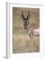 Pronghorn (Antilocapra Americana) Buck-James Hager-Framed Photographic Print