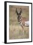 Pronghorn (Antilocapra Americana) Buck-James Hager-Framed Photographic Print