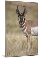 Pronghorn (Antilocapra Americana) Buck-James Hager-Mounted Photographic Print