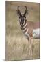 Pronghorn (Antilocapra Americana) Buck-James Hager-Mounted Photographic Print