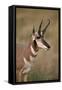 Pronghorn (Antilocapra Americana) Buck-James Hager-Framed Stretched Canvas