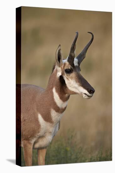 Pronghorn (Antilocapra Americana) Buck-James Hager-Stretched Canvas