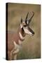 Pronghorn (Antilocapra Americana) Buck-James Hager-Stretched Canvas