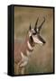 Pronghorn (Antilocapra Americana) Buck-James Hager-Framed Stretched Canvas