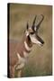 Pronghorn (Antilocapra Americana) Buck-James Hager-Stretched Canvas