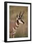 Pronghorn (Antilocapra Americana) Buck-James Hager-Framed Photographic Print