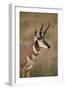 Pronghorn (Antilocapra Americana) Buck-James Hager-Framed Photographic Print