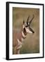 Pronghorn (Antilocapra Americana) Buck-James Hager-Framed Photographic Print