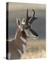 Pronghorn (Antilocapra Americana) Buck-James Hager-Stretched Canvas