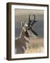 Pronghorn (Antilocapra Americana) Buck-James Hager-Framed Photographic Print