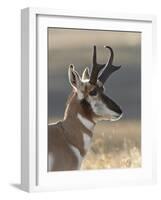 Pronghorn (Antilocapra Americana) Buck-James Hager-Framed Photographic Print