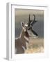 Pronghorn (Antilocapra Americana) Buck-James Hager-Framed Photographic Print