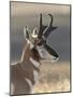 Pronghorn (Antilocapra Americana) Buck-James Hager-Mounted Photographic Print