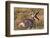 Pronghorn (Antilocapra Americana) Buck-James Hager-Framed Photographic Print