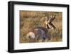 Pronghorn (Antilocapra Americana) Buck-James Hager-Framed Photographic Print