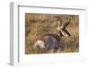 Pronghorn (Antilocapra Americana) Buck-James Hager-Framed Photographic Print