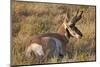 Pronghorn (Antilocapra Americana) Buck-James Hager-Mounted Photographic Print