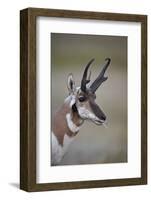 Pronghorn (Antilocapra Americana) Buck-James Hager-Framed Photographic Print