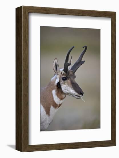 Pronghorn (Antilocapra Americana) Buck-James Hager-Framed Photographic Print