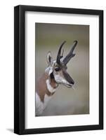 Pronghorn (Antilocapra Americana) Buck-James Hager-Framed Photographic Print