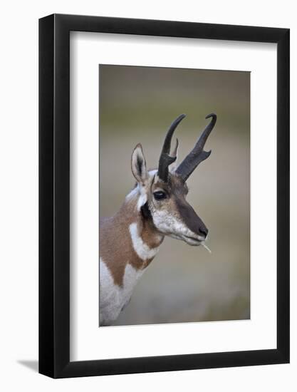 Pronghorn (Antilocapra Americana) Buck-James Hager-Framed Photographic Print