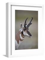 Pronghorn (Antilocapra Americana) Buck-James Hager-Framed Photographic Print