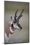 Pronghorn (Antilocapra Americana) Buck-James Hager-Mounted Photographic Print